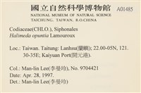 仙掌藻, 海仙人掌藏品圖，第2張