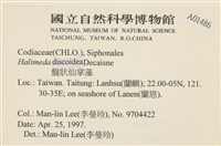 盤狀仙掌藻藏品圖，第2張