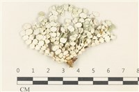 盤狀仙掌藻藏品圖，第1張