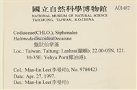 盤狀仙掌藻藏品圖，第2張