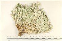 盤狀仙掌藻藏品圖，第1張