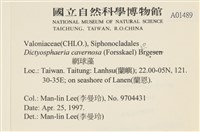 網球藻藏品圖，第2張