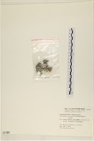 網球藻藏品圖，第3張