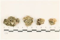 網球藻藏品圖，第1張