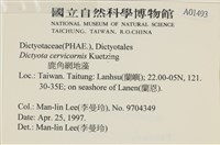 鹿角網地藻藏品圖，第2張