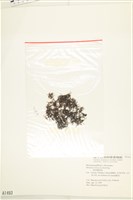 鹿角網地藻藏品圖，第3張