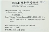 南方團扇藻藏品圖，第2張