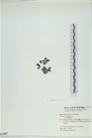 南方團扇藻藏品圖，第3張