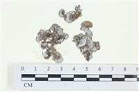 南方團扇藻藏品圖，第1張