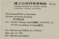 鹿角網地藻藏品圖，第2張
