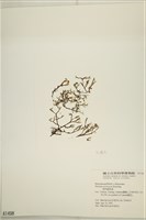 鹿角網地藻藏品圖，第3張