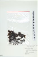 厚葉馬尾藻藏品圖，第1張