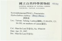 網胰藻藏品圖，第2張