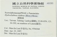 網胰藻藏品圖，第2張