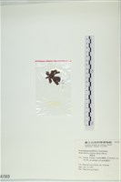 網胰藻藏品圖，第3張