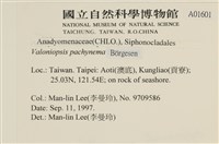 指枝藻藏品圖，第2張