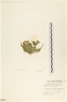 指枝藻藏品圖，第3張
