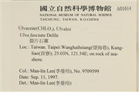 長片石蓴, 裂片石蓴藏品圖，第2張