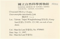 腸滸苔, 河石髮藏品圖，第2張