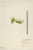 腸滸苔, 河石髮藏品圖，第1張