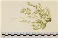 登錄號:A00001619藏品圖，第1張