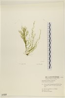 登錄號:A00001620藏品圖，第3張