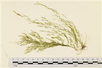 登錄號:A00001620藏品圖，第1張