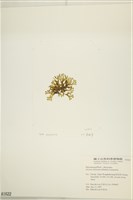 網目藻藏品圖，第3張