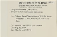 網目藻藏品圖，第2張