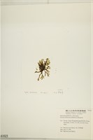 網目藻藏品圖，第3張
