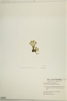 網目藻藏品圖，第3張