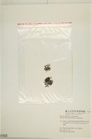 網目藻藏品圖，第3張
