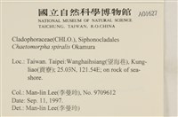 線形硬毛藻, 卷絲綠苔藏品圖，第2張