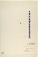 線形硬毛藻, 卷絲綠苔藏品圖，第3張