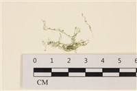 線形硬毛藻, 卷絲綠苔藏品圖，第1張