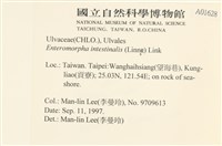 腸滸苔, 河石髮藏品圖，第2張