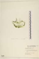 腸滸苔, 河石髮藏品圖，第1張