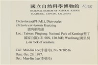 鹿角網地藻藏品圖，第2張