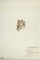 鹿角網地藻藏品圖，第3張
