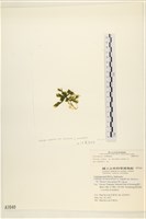 登錄號:A00001640藏品圖，第3張