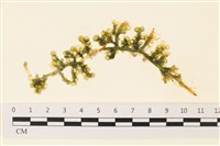 登錄號:A00001641藏品圖，第1張