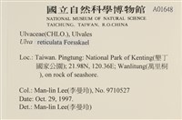 網石蓴藏品圖，第2張