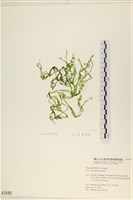 網石蓴藏品圖，第1張