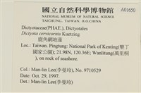 鹿角網地藻藏品圖，第2張