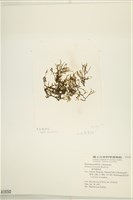 鹿角網地藻藏品圖，第3張