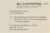 長片石蓴, 裂片石蓴藏品圖，第2張