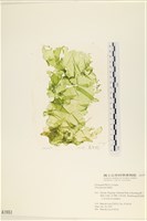 長片石蓴, 裂片石蓴藏品圖，第1張