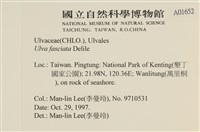 長片石蓴, 裂片石蓴藏品圖，第2張