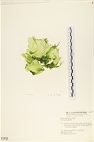 長片石蓴, 裂片石蓴藏品圖，第1張