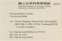 長片石蓴, 裂片石蓴藏品圖，第2張